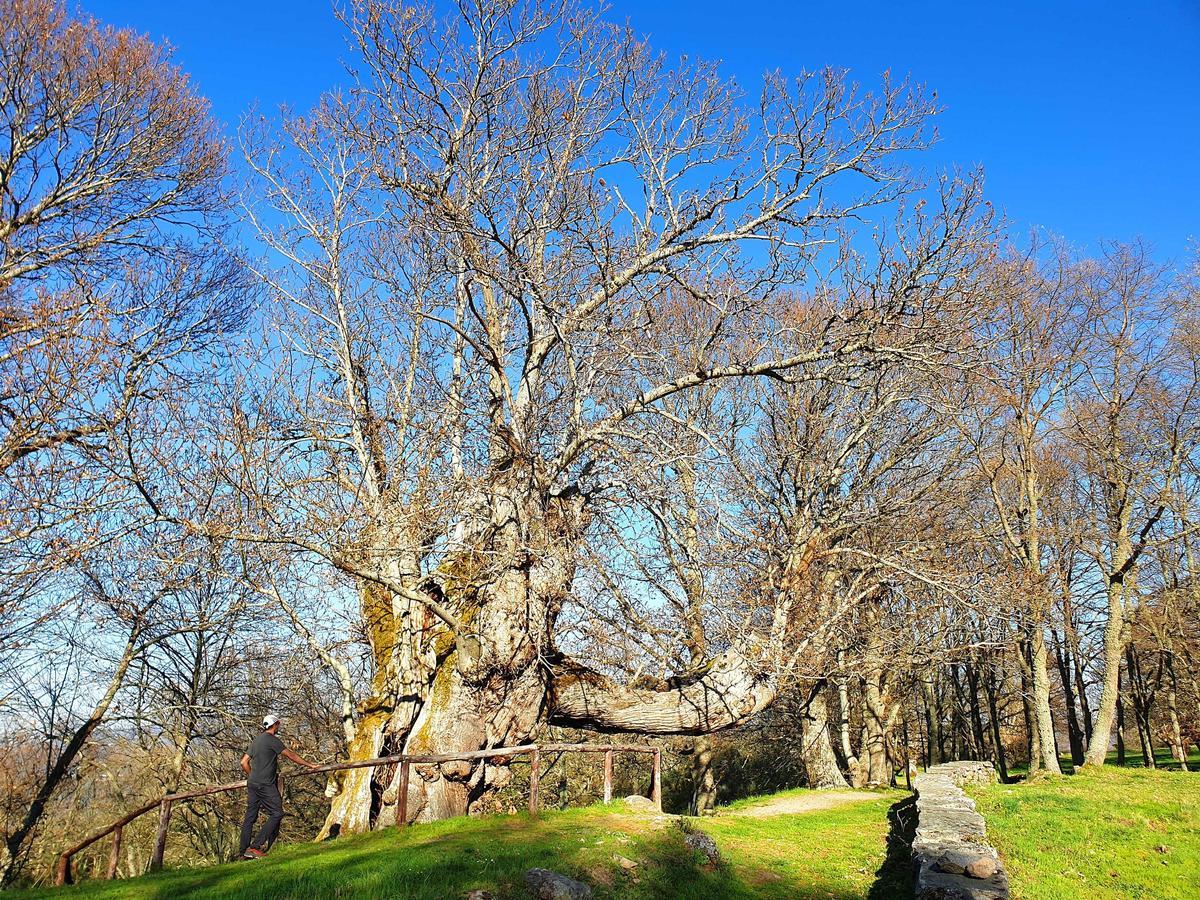 El "Castiñeiro Pumbariños", el árbol castaño con mayor circunferencia de Galicia (13,85 m), y más de mil años de edad. Ubicado en el monumento natural "Souto de Rozavales" (Manzaneda, Ourense)