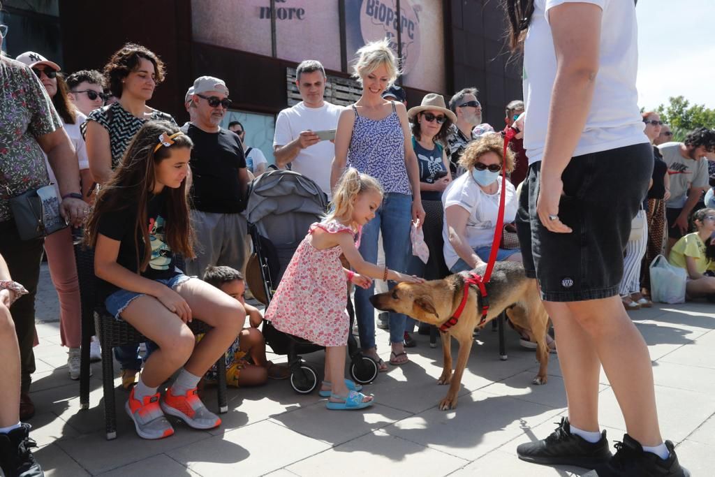 Pasarela de perros de adopción en Bioparc