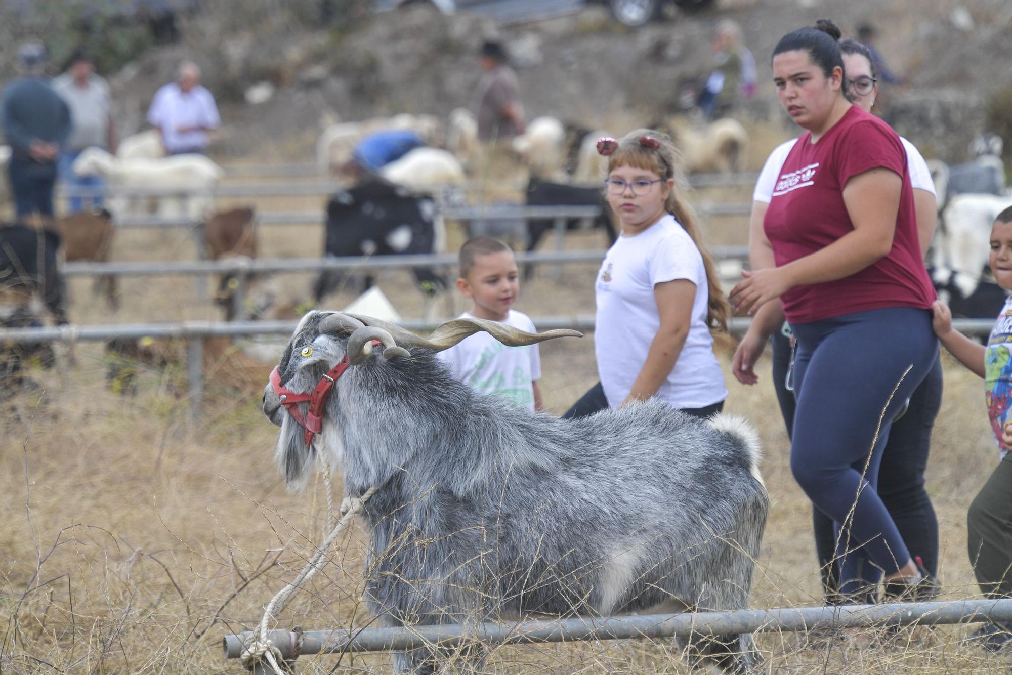 Feria de Ganado en Arucas