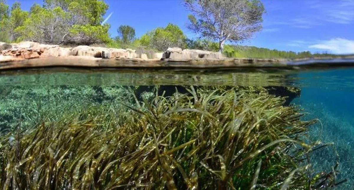 Auch die Seegraswiesen sind durch den Klimawandel gefährdet