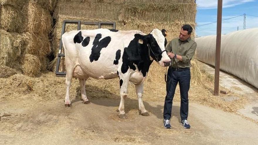 El candidato del PP-A a la reelección como presidente de la Junta, Juanma Moreno, ha repetido en esta campaña electoral  foto con su &quot;amiga&quot; y &quot;talismán&quot; la vaca Fadie, este miércoles en Añora (Córdoba)