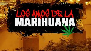 Els amos de la marihuana, capítol 2: el creixent verd