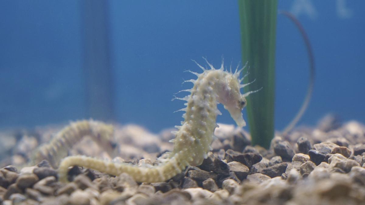 Caballito de mar, una de las especies que habita en los nuevos tanques del Oceanogràfic.