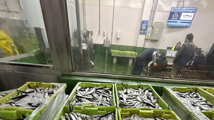 El precio de la sardina crece un 2.500% de la lonja al súper: &quot;Nos pagan más si es para harina&quot;
