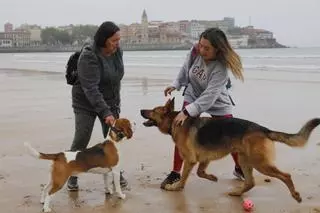 Los perros disfrutan de su última jornada en San Lorenzo ante el inicio de la temporada de baños