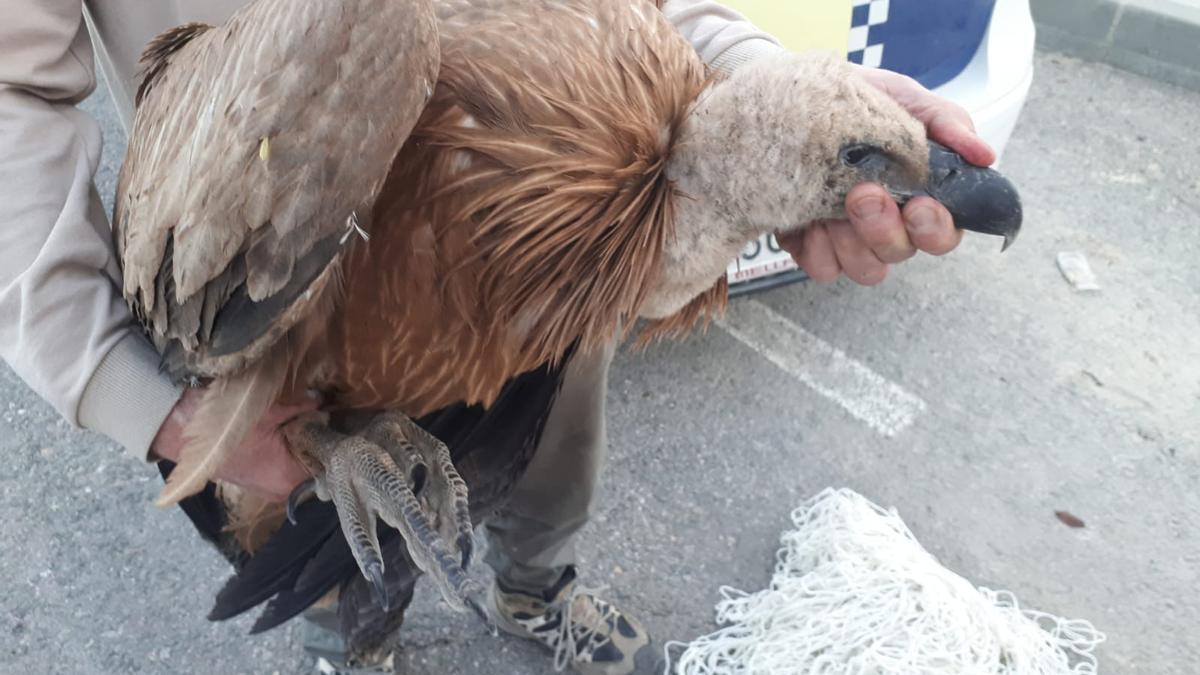 imagen del joven ejemplar de buitre leonado rescatado por la Policía Local de San Miguel de Salinas