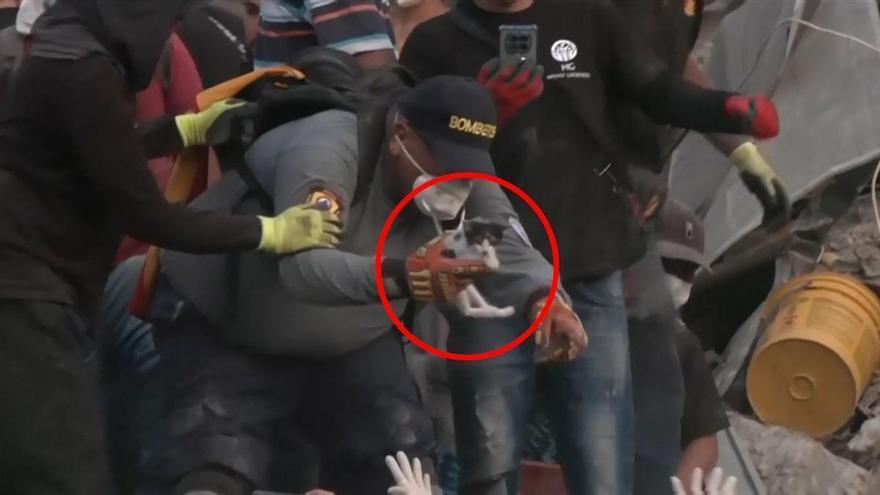 RESCATE GATO BEBÉ COLOMBIA | Rescatan a un gato bebé atrapado en un edificio derrumbado en Colombia