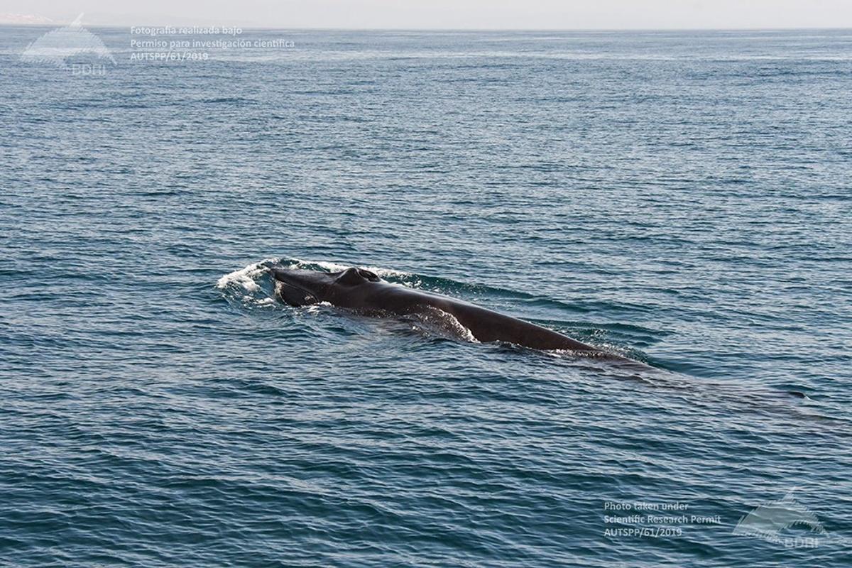 Las ballenas se dejan estudiar en las Rías Baixas