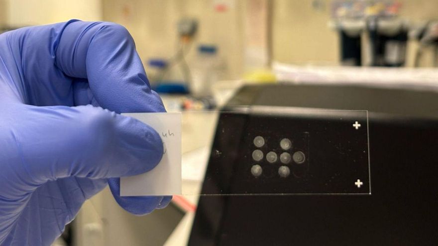 Monocapa de células ancladas sobre un portaobjetos de vidrio mediante STAMP. | Cedida por CNAG