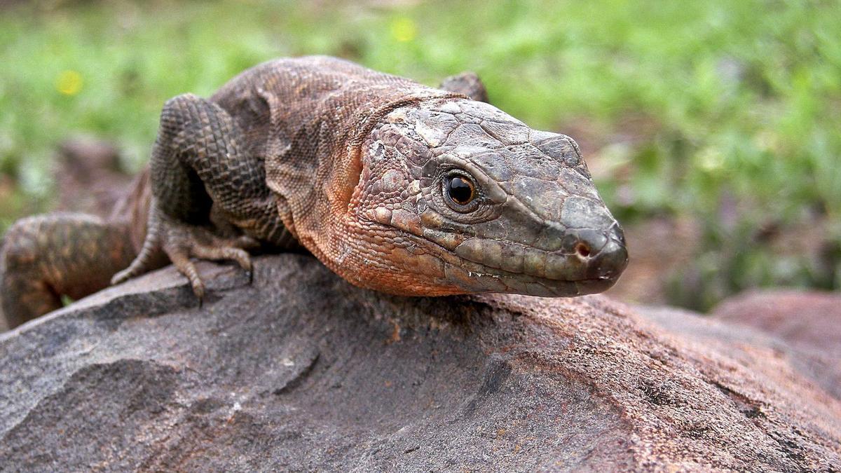 Ejemplar de gallotia stehlini, el lagarto gigante de Gran Canaria.