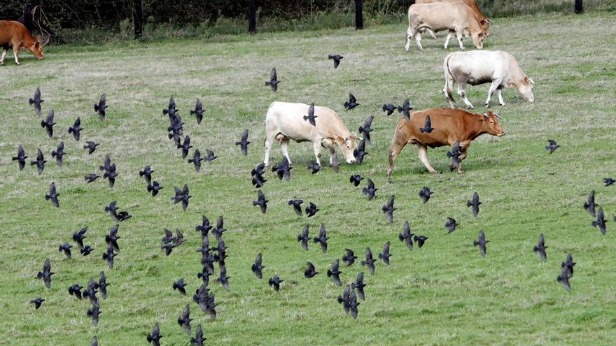 Ganaderos cobraron trece millones del seguro por las muertes de casi 139.500 animales