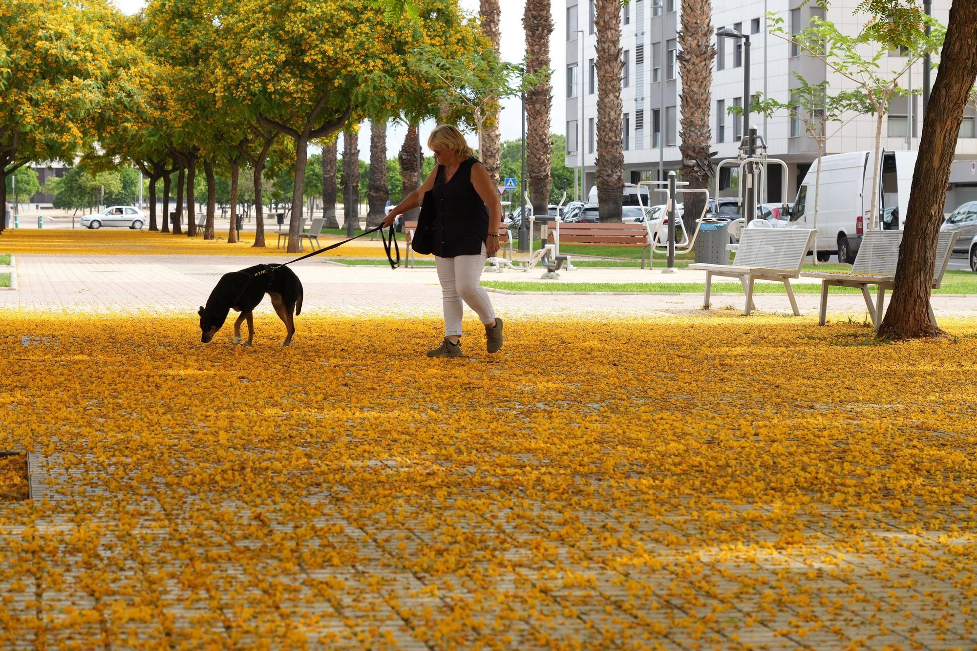 La floración tiñe las calles de Castelló