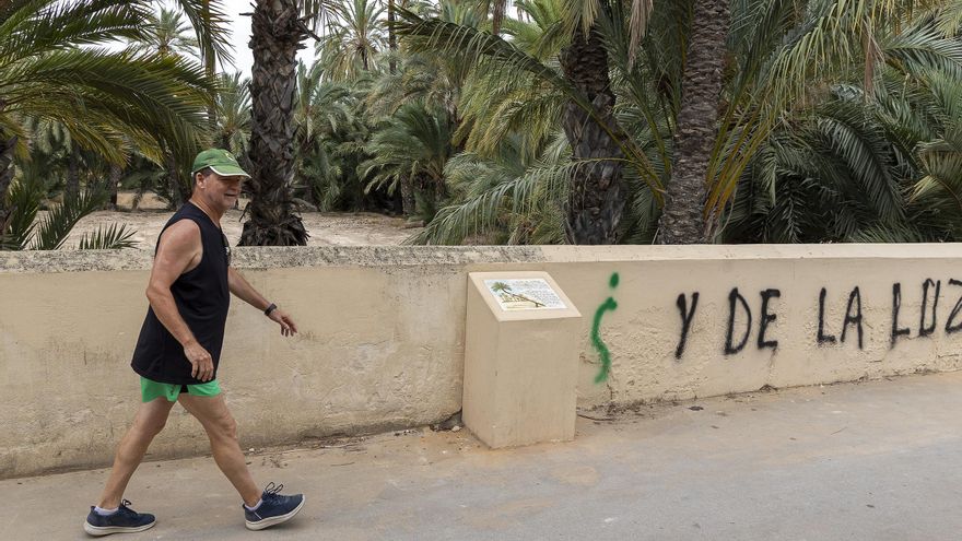 Sin rastro de una palmera emblemática desaparecida pero que ha dejado huella en Elche