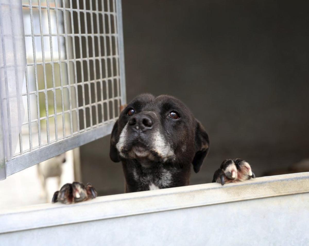 Un perro de una asociación protectora arousana. | NOÉ PARGA