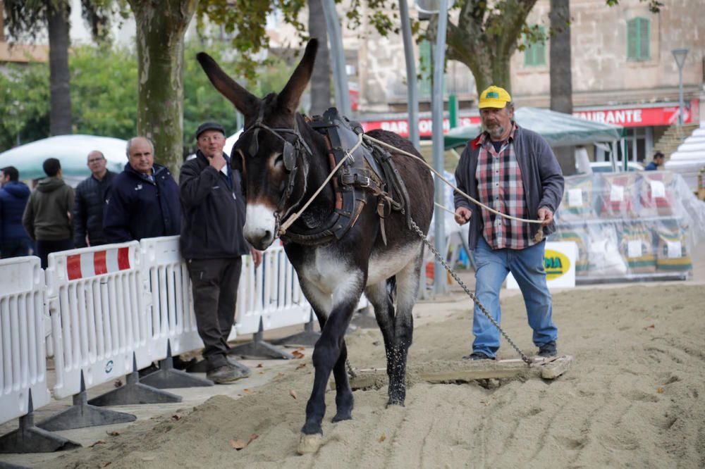 Regnerische Eindrücke von Mallorcas größtem Herbstmarkt