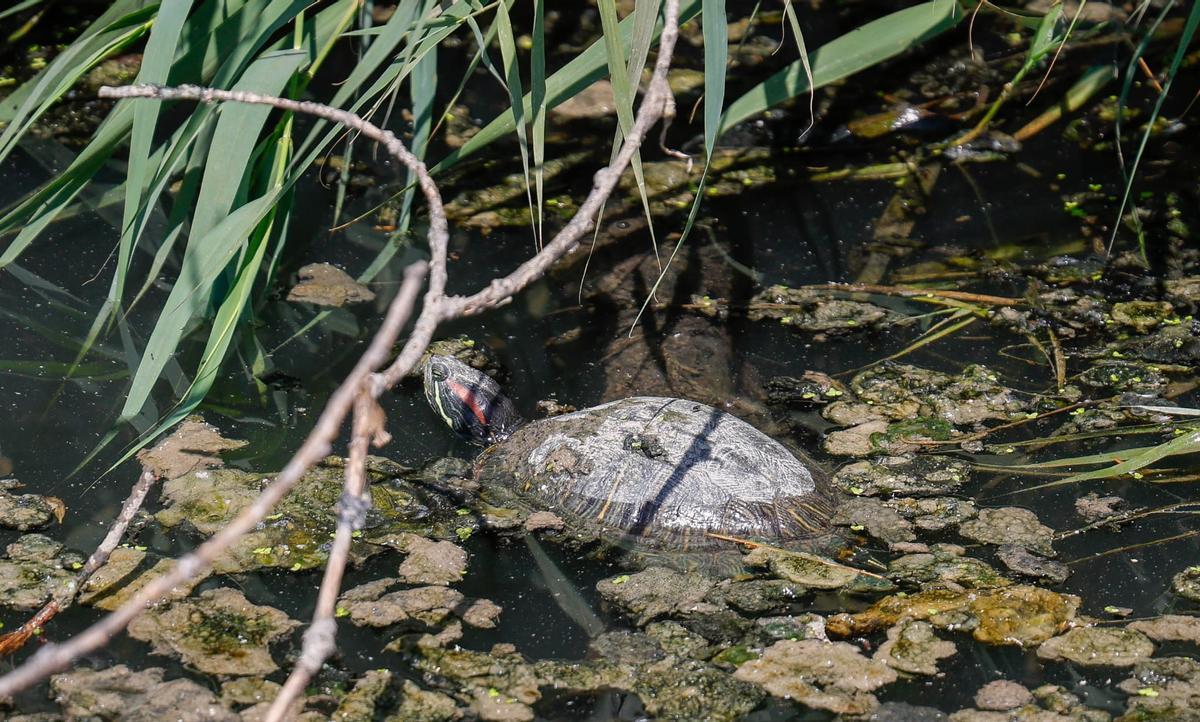 Una tortuga entre residuos en el Port.