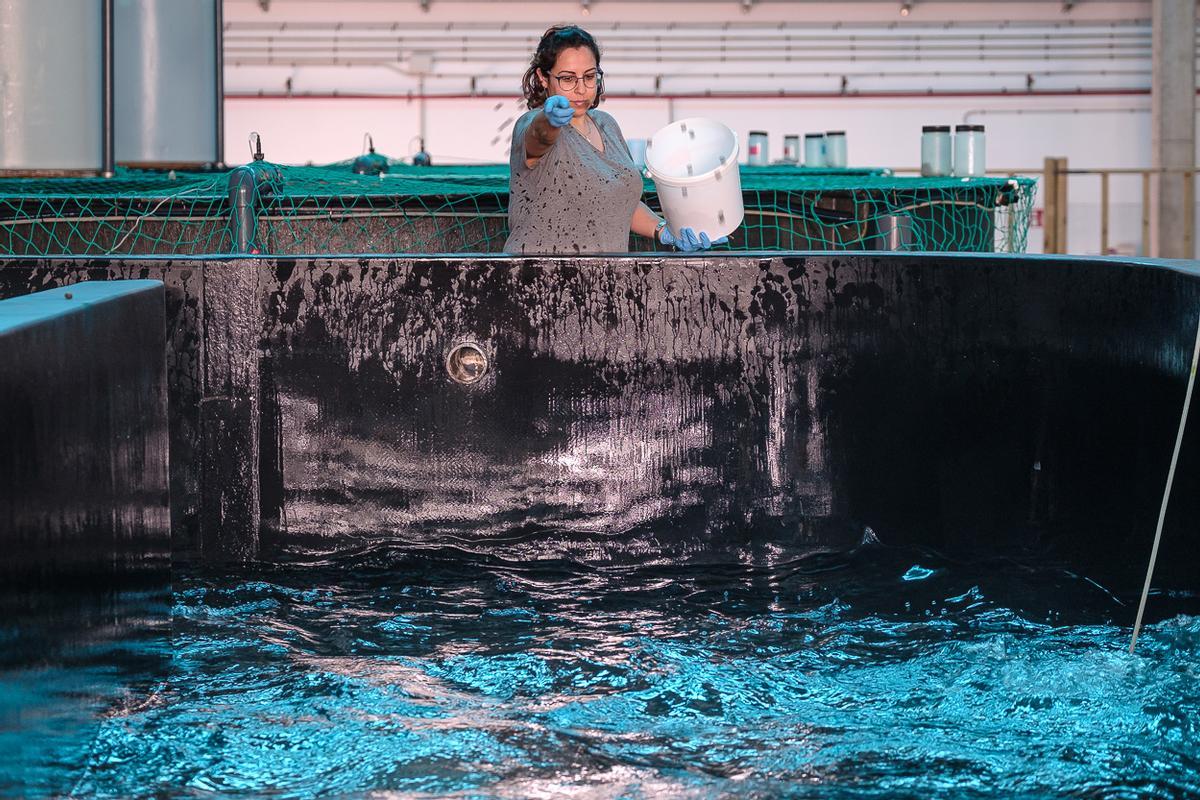ECOAQUA lleva a Vigo sus últimos avances en acuicultura sostenible, nutrición y bienestar animal ECOAQUA lleva a Vigo sus últimos avances en acuicultura sostenible, nutrición y bienestar animal