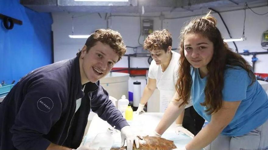Así se recuperan las tortugas marinas heridas en Mallorca: el trabajo de la Fundación Palma Aquarium