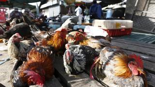 Todas las variantes de gripe aviar tienen cierto potencial pandémico, según la OMS