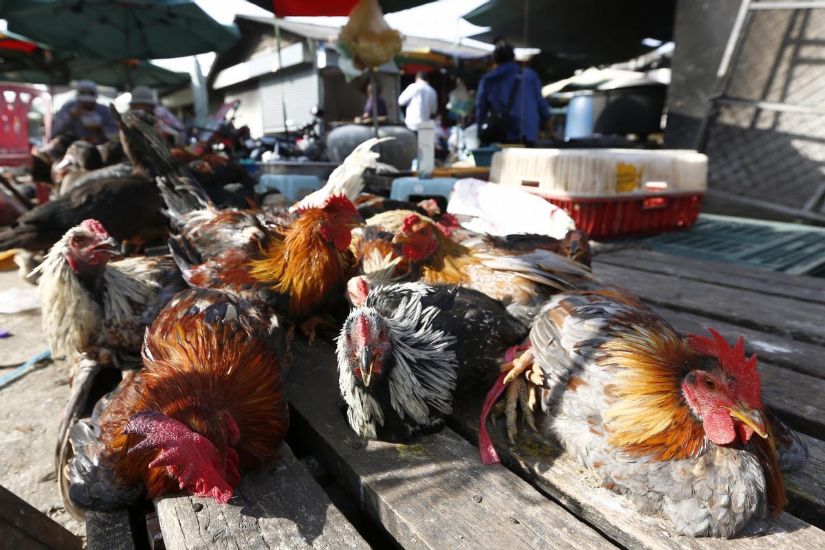 La OMS asegura que todas las variantes de gripe aviar tienen cierto potencial pandémico
