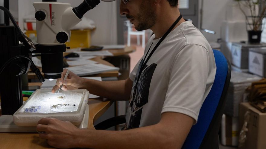 Las trampas de mosquitos no detectan circulación del virus del Nilo occidental en Andalucía