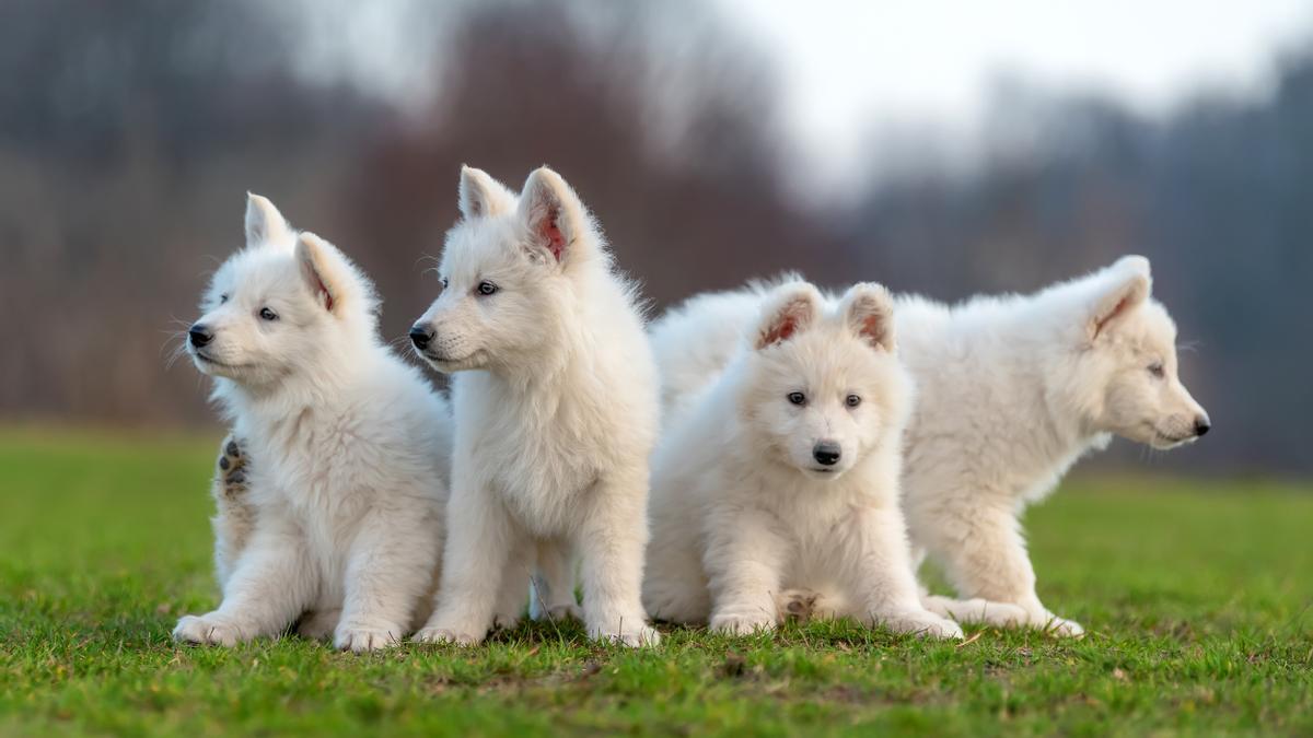 Ejemplares de una camada de perros