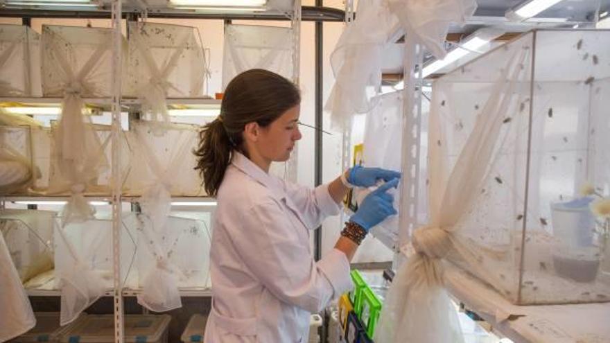 Una investigadora de BioFlyTech en la llamada «granja de moscas» de la empresa en la Universidad de Alicante.