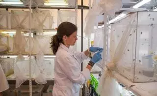 El proyecto de la Universidad de Alicante para usar insectos en alimentación logra 16 millones de inversión