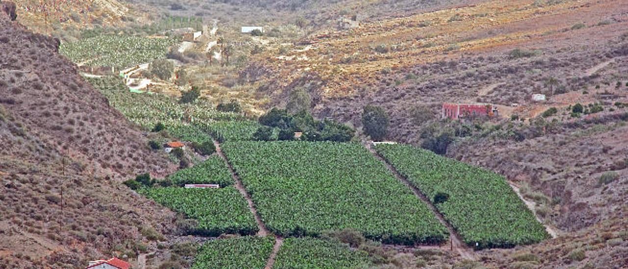 Fincas de plataneras y otros cultivos en el cauce del barranco de Veneguera.