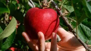 Crujiente, jugosa y más dulce, así es la nueva manzana adaptada al cambio climático