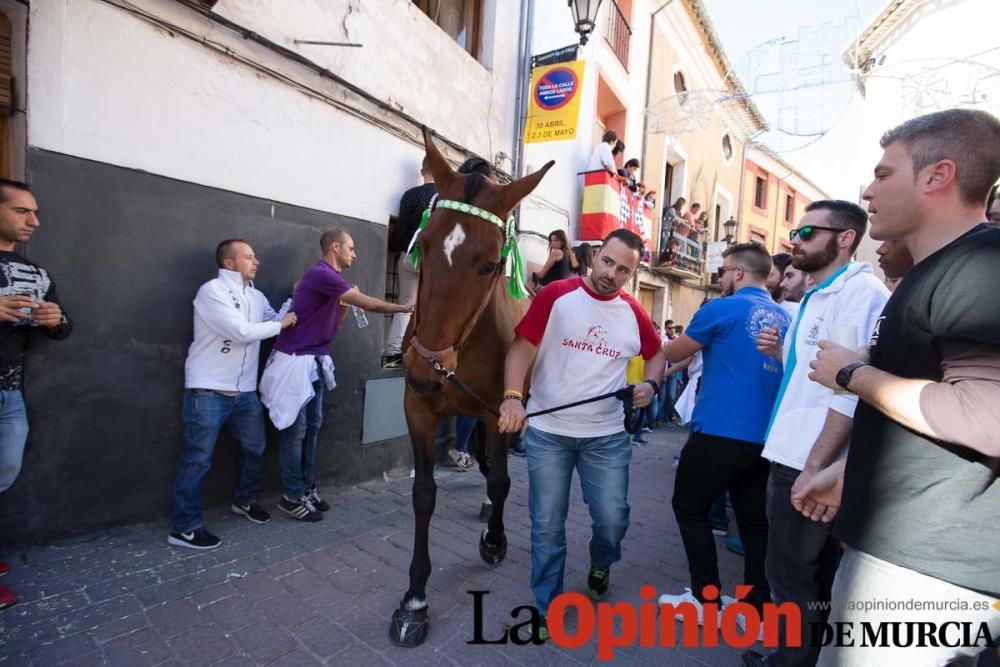 Caballo a pelo Caravaca (Desfile)