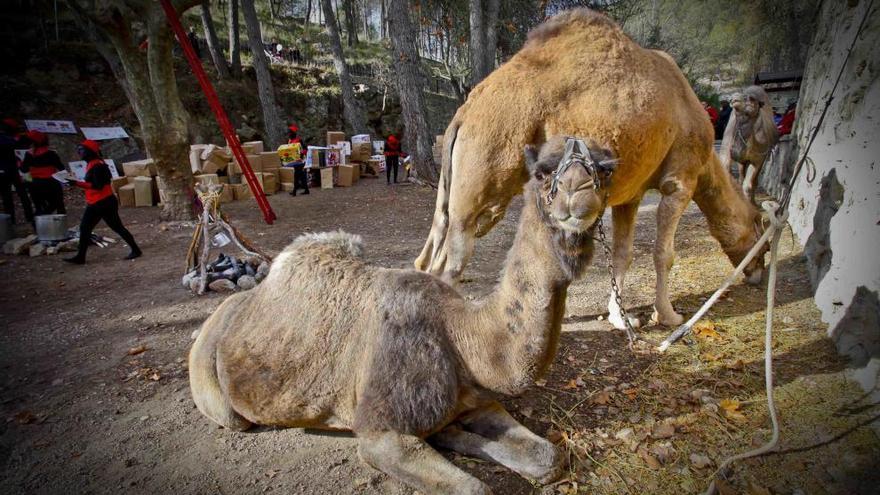 Los camellos de los Reyes Magos en el campamento.