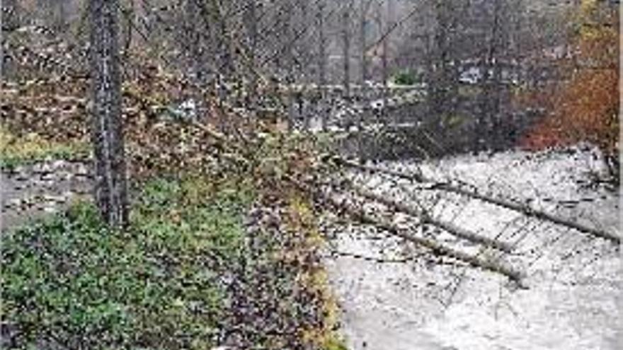 Arbres caiguts a Ripoll per la crescuda dels rius i rieres.