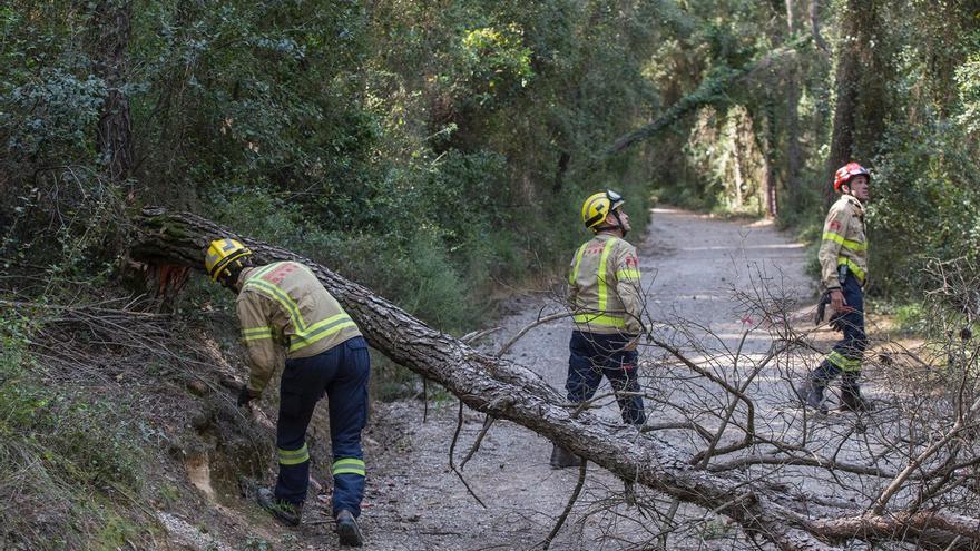 Els bombers amb un dels arbres talats