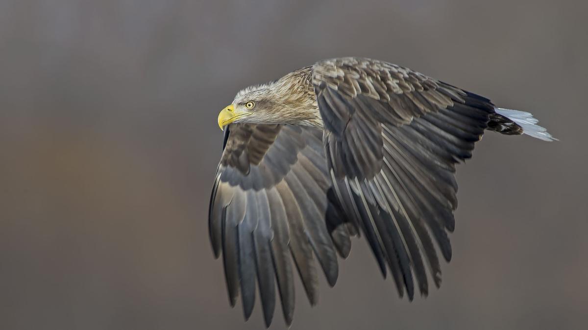 Avanza la reintroducción del pigargo en España