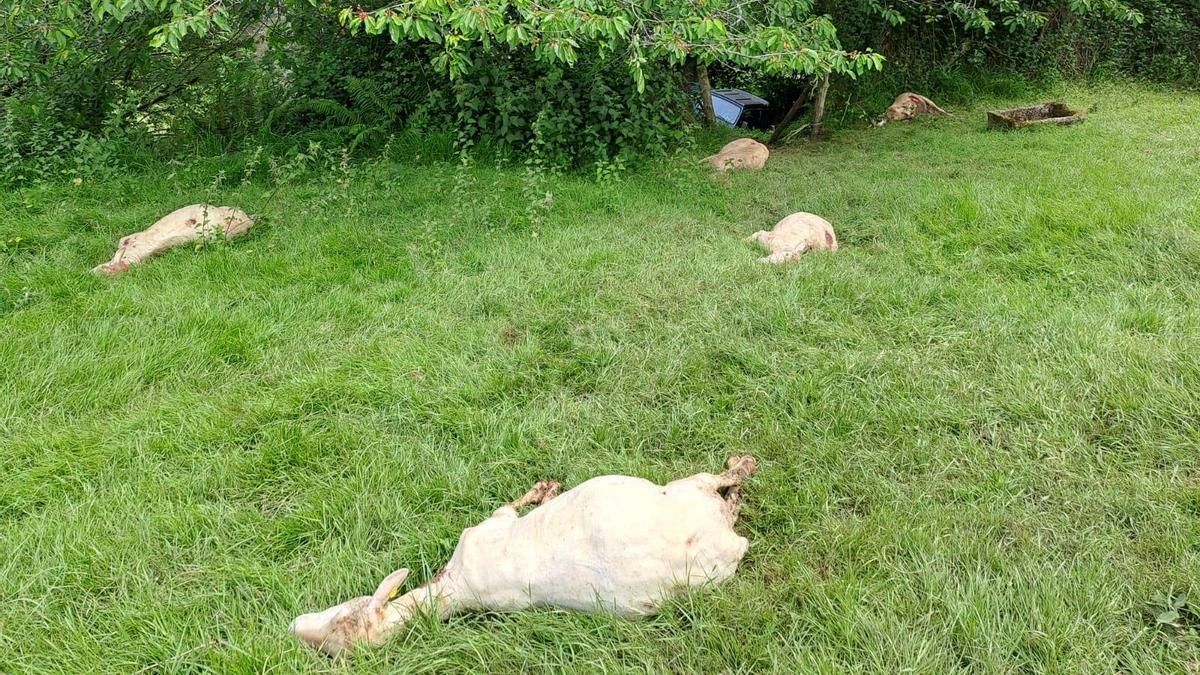 Las ovejas muertas en la finca de Navelgas.