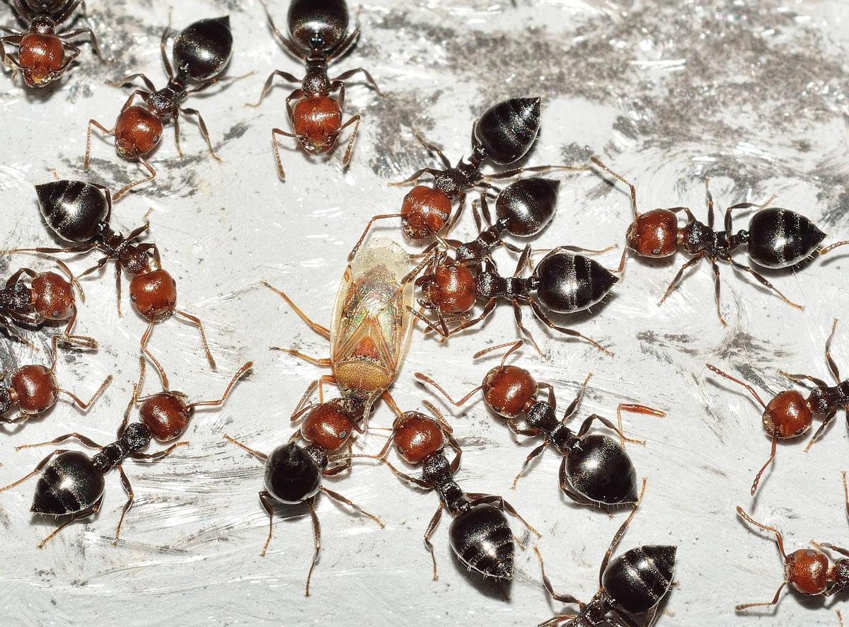 Existe una gran variedad de especies de hormigas