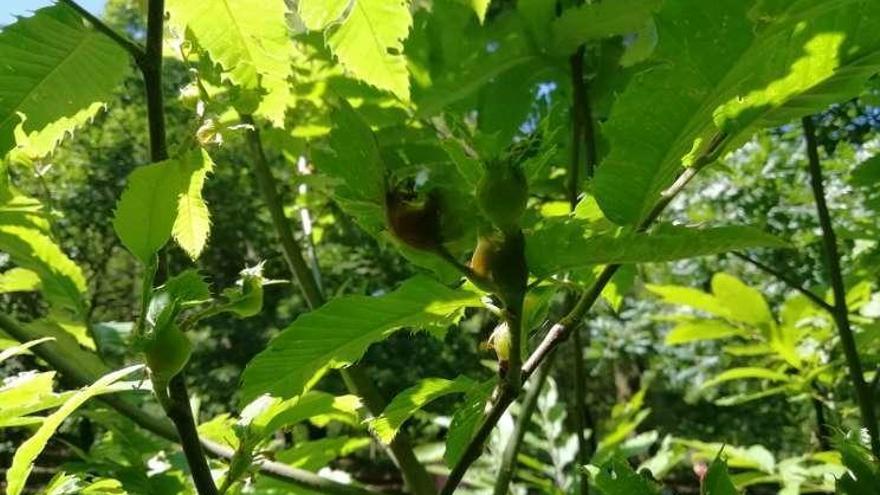 Las agallas o abultamientos en las hojas de un castaño de Castiñeiras, con la larva de donde sale la avispilla. // Fdv