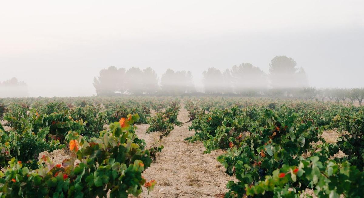 Viñedo Dominio de la Vega