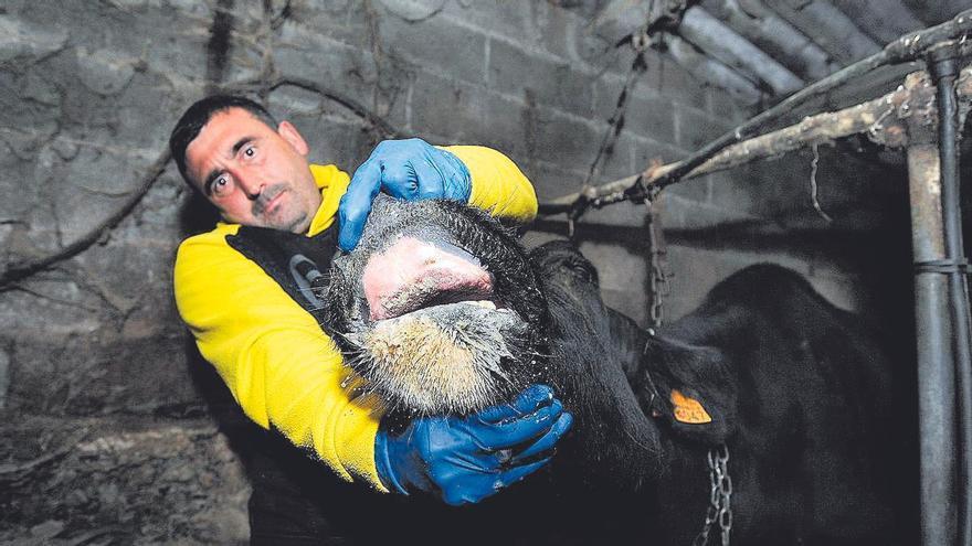 Ascienden a 13 los focos del &quot;COVID de las vacas&quot; en Galicia, con 10 reses muertas
