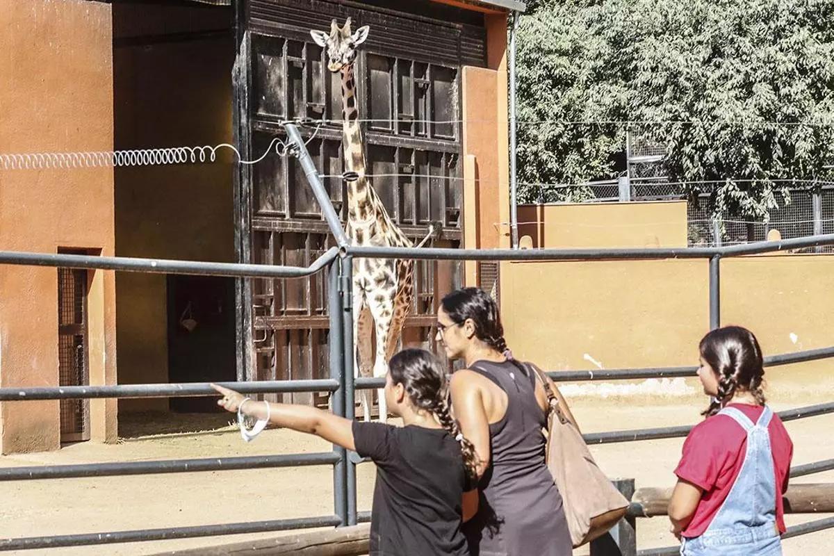 Un grupo de niños observa a la jirafa Bulería.