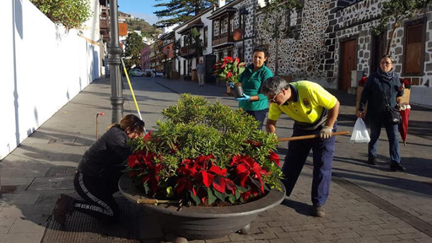 Teror se viste de Navidad con flores de Pascua.