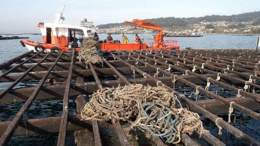 Marineros trabajando en una de las bateas de la ría. // G. Santos