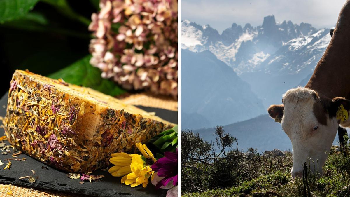 A la izquierda, el queso El Gigante, a la derecha, vistas del Urriellu desde Asiegu