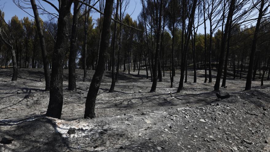 Los alcaldes de la zona quemada, indignados con las tareas forestales en época de calor