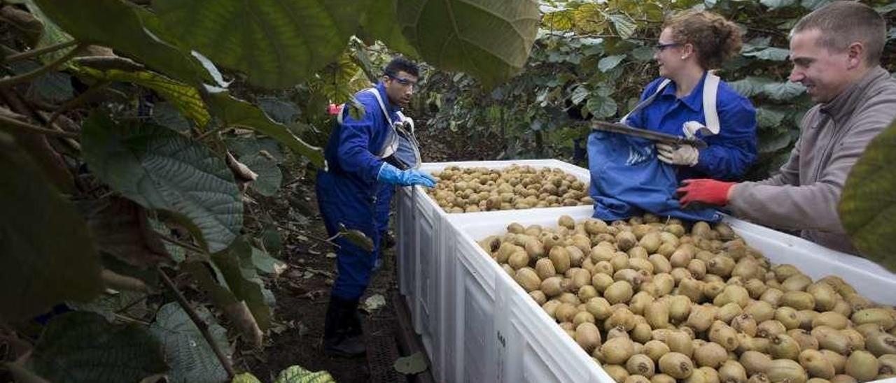 Trabajadores en la última campaña de recolección del kiwi en El Arcubín, Soto del Barco.