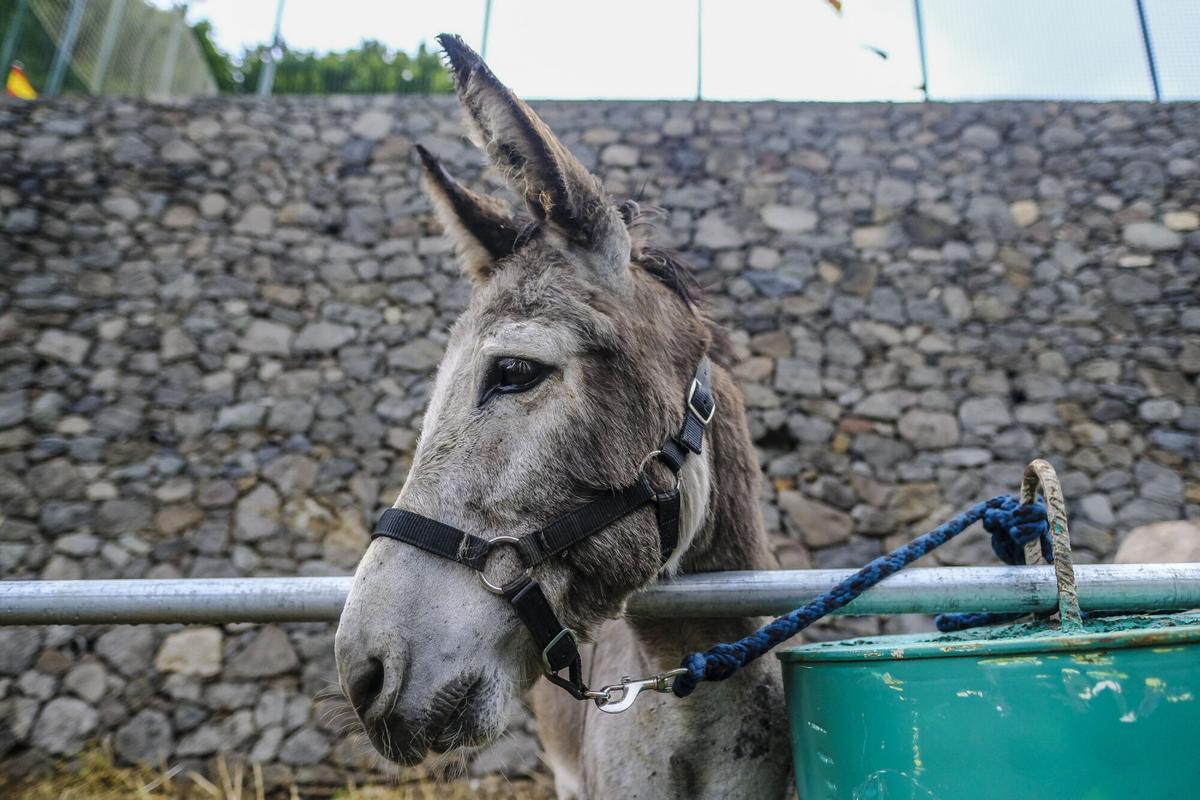 Feria de burros de La Culata de Tejeda 2025