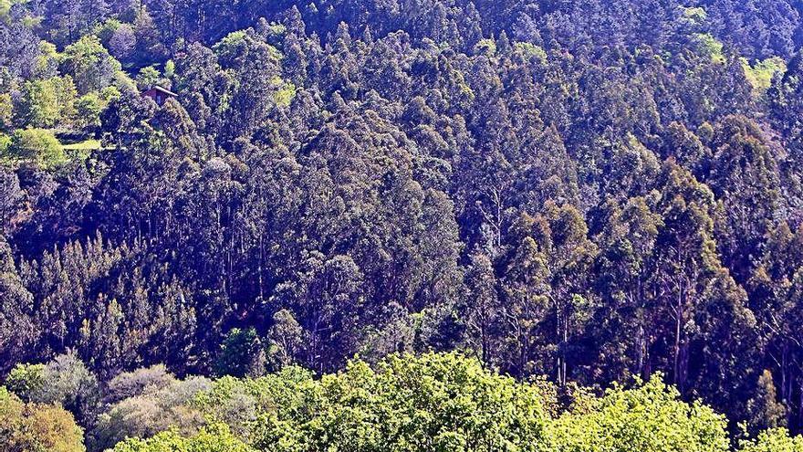 Masa forestal de castaños, pinos y eucaliptos.