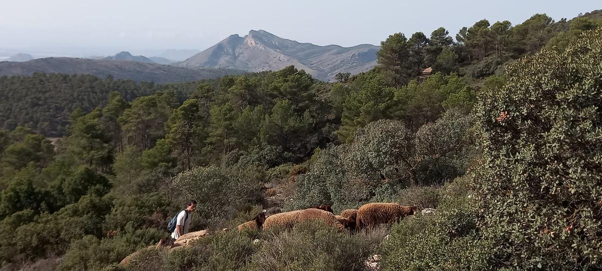 Pastoreo en el Cordel de los Carrascales de Xixona
