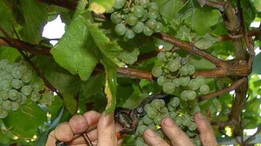 Un viticultor vendimia en Arra, en Sanxenxo.  // Gustavo Santos